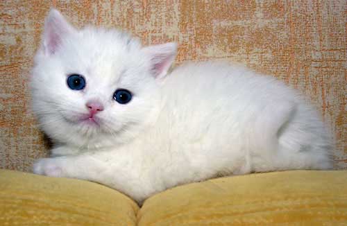 Цезать шотландский короткошерстный котик белого окраса