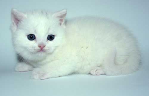 шотландский котик редкого белого окраса